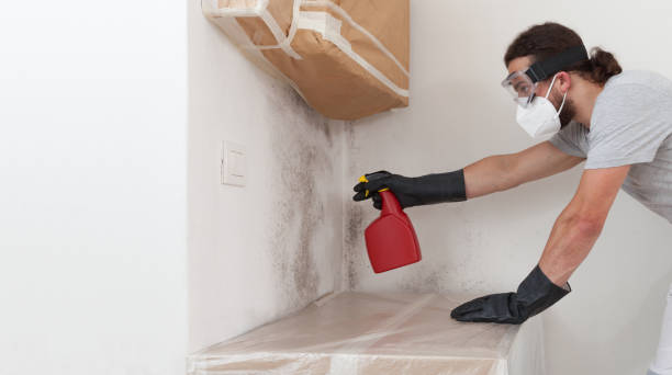 Basement Mold Remediation treatment on basement walls in Grand Ledge