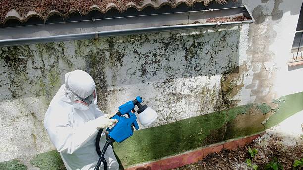 Mold Removal service in Grand Ledge